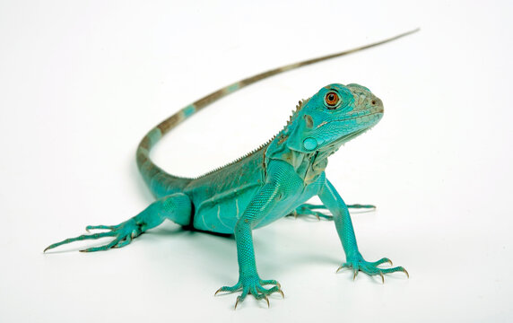 Green iguana, blue colour morph // Gr&uuml;ner Leguan, blaue Farbvariante (Iguana iguana)