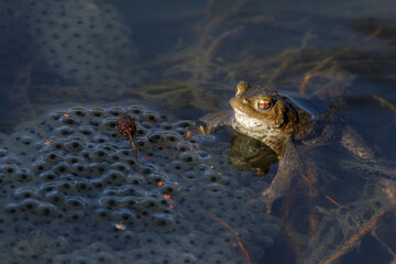 Erdkröte (Bufo bufo) und Laich vom Grasfrosch