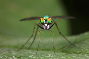 Fototapeta premium A tabanid perches on a green leaf in North China