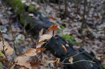 Wald Herbst Laub Baum 