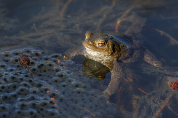 Erdkr&ouml;te (Bufo bufo) und Laich vom Grasfrosch