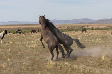 Fototapeta premium Pair of Wild Horse Stallions Sparring in the Utah Desert