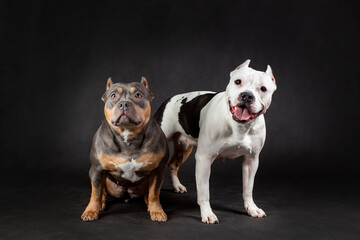 Obraz premium Two american bully breed dogs at black background