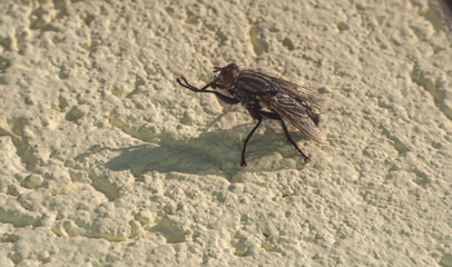 fly sits on a stone wall
