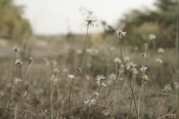 Fototapeta premium This is a beautiful flower in the Indonesian jungle. The flowers are white and the stems are brown.
