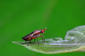 Flies on plants in the nature, North China Plain