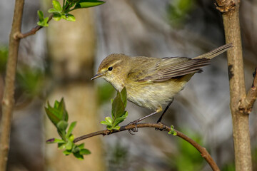 Zilpzalp (Phylloscopus collybita)