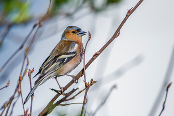 Buchfink (Fringilla coelebs) Männchen