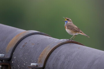 Weißsterniges Blaukehlchen (Luscinia svecica) Männchen