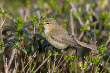 Zilpzalp (Phylloscopus collybita)