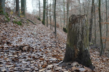 Wald Herbst Laub Baum 