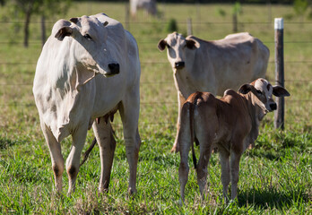 Obraz na płótnie Canvas cow and calf