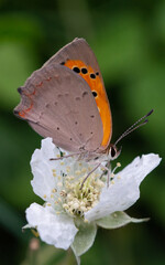 butterfly on a flower