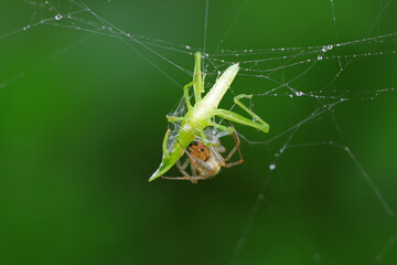 Spiders are preying  on the grasshopper