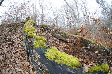 Wald Herbst Laub Baum 