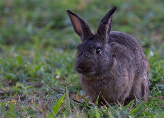 rabbit in the grass