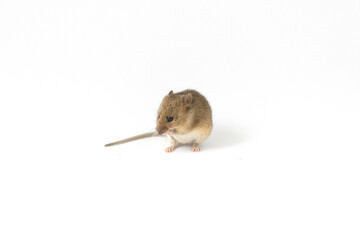 Interested Wood mouse (Apodemus sylvaticus) isolated on white background. This cute looking mouse is found across most of Europe and is a very common and widespread species.