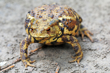 Toads crawling on the ground, North China