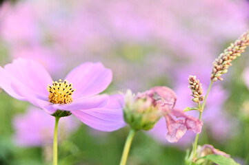 Selective focus on foreground cosmos flowers blooming against the blurred background, beautiful vivid natural autumn garden outdoor park image.