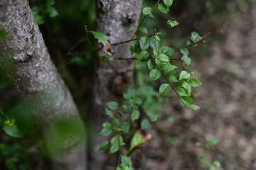 The selective focus of the foreground leaves against the blurred background.