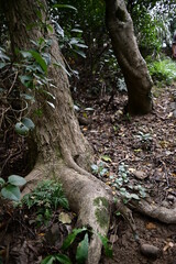 Close-up of tree roots against the blurred background.