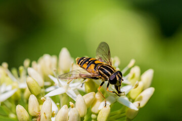 Helophilus , owad na kwiatku białym © Manetho