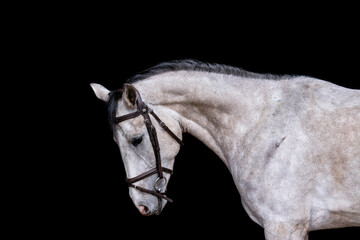 Portrait of gray horse on the black background