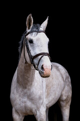 Fototapeta na wymiar Portrait of gray horse on the black background