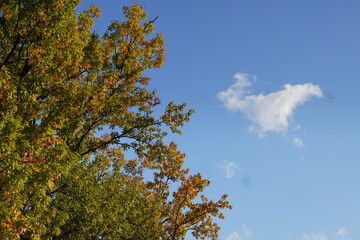 日本の１１月　紅葉
