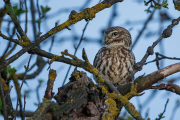 Steinkauz (Athene noctua)