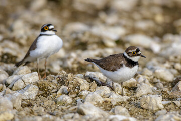 Flußregenpfeifer (Charadrius dubius) Balzverhalten