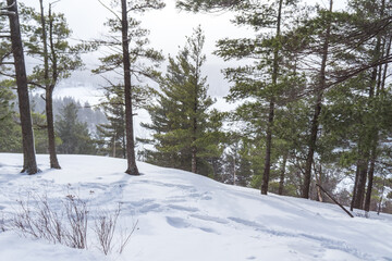 Fototapeta premium Winter hike in the snow in Mont Orford National Park in Quebec, Canada. Forest under the snow