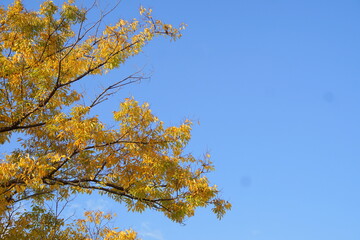 日本の１１月　紅葉