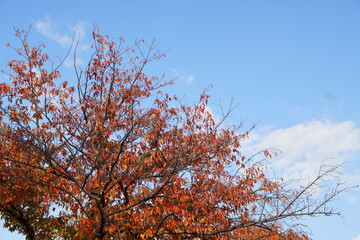 日本の１１月　紅葉