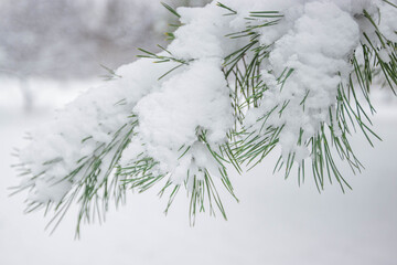 Winter snow pine branch for Christmas card 