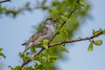Fototapeta premium Mönchsgrasmücke (Sylvia atricapilla) Männchen