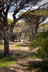 une forêt de pins parasols dans le sud de la France. Une forêt de la Côte-d'Azur.