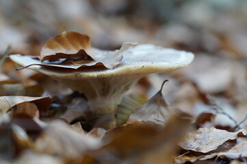 Pilze Wald Herbst 