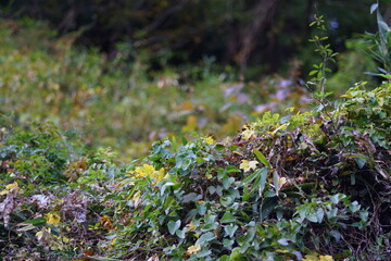 日本の山の雑草
