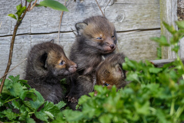 Rotfuchs (Vulpes vulpes) Junge