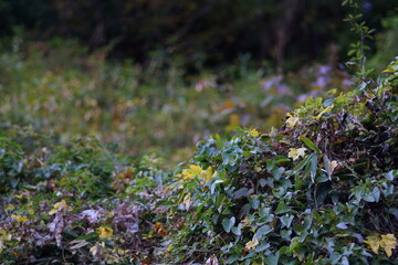 日本の山の雑草