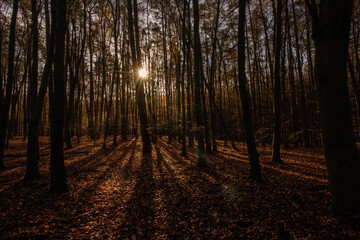 Herbstwald im Gegenlicht