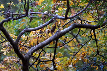 日本の１１月　紅葉