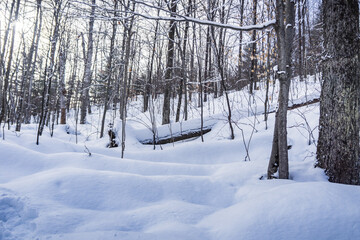 Winter hike in the snow in Mont Orford National Park in Quebec, Canada. Forest under the snow