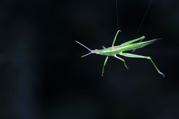 Locusts hanging on spider webs, North China
