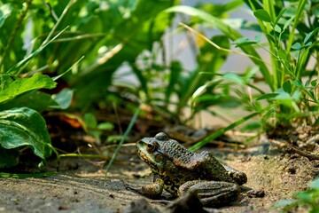 
frog, amphibian, animal, nature, green, toad, wildlife, water, eye, macro, brown, frogs, isolated, animals, reptile, position, wet, common, wild, close-up, closeup, ore, environment, water, green, sw