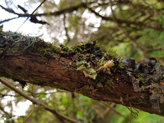 tree with moss
