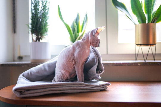 9 522 Best Poil Images Stock Photos Vectors Adobe Stock