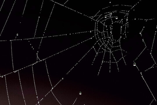 Toile d'araignée photographiée le soir d'Halloween 