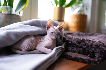 Chat sans poil de race Sphynx 